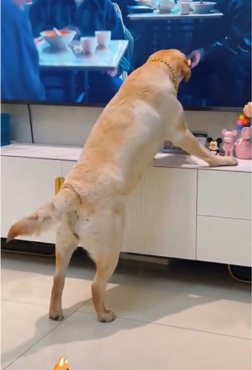 Dog’s reaction to watching TV#dog #funny #happy