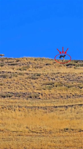 11K views · 71 reactions | Kangal dogs always watch over their herds...