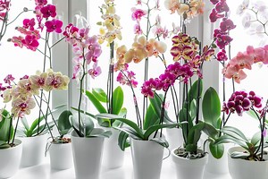 How to Care for Phalaenopsis Orchids After They Bloom