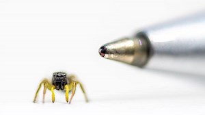 Die Springspinne ist ein Social-Media-Star: Größe, Biss und Giftigkeit