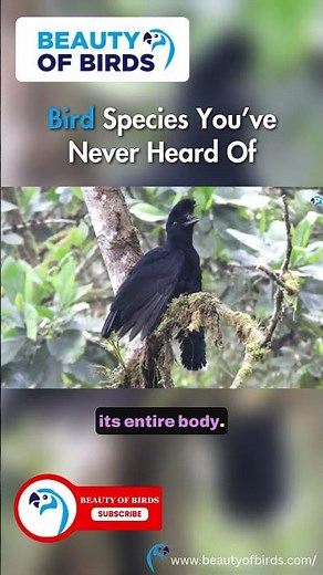 10 Bird Species You’ve Never Heard Of! 🦜 | Meet the Long-Wattled Umbrellabird!