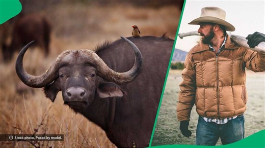 Buffalo kills millionaire hunting it for R150k  in South Africa