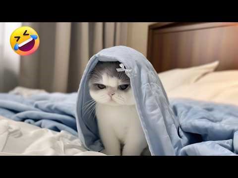 Funniest Dumb Cat Moments That Will Make You Laugh😭🐱