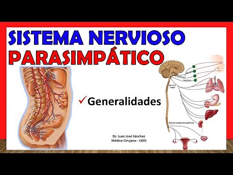 🥇 PARASYMPATHETIC NERVOUS SYSTEM: Overview. Simple Explanation!