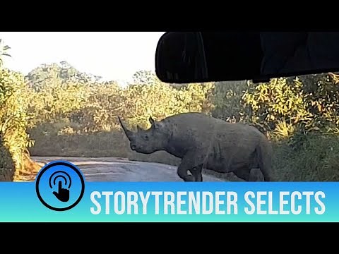 Angry rhino charges car