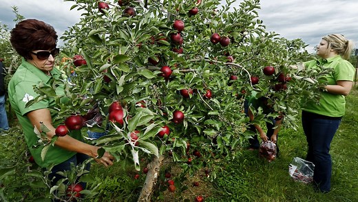 It's apple picking season in Ohio. Here's where to find a U-Pick apple orchard near you