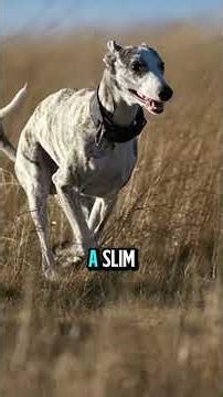 Top 5 Thinnest Dog Breeds —#animallife #unseen #TOP5DOG