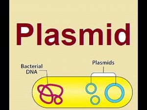 Plasmid structure and functions | 2024