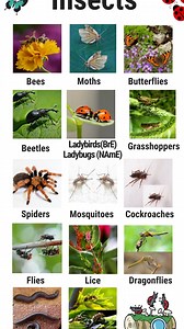 Insects Vocabulary! | 7ESL Fun English