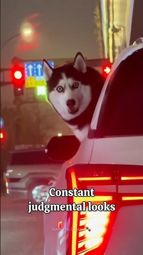 What It’s Like Living With a Husky😅 Husky are the Queen of Drama🤣 #siberianhusky #husky #huskydog