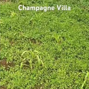 This is yesterday on the farm starting some new work? ￼Champagne Villa Jamaica #farming