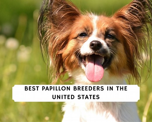 5 Best Papillon Breeders in the United States! - We Love Doodles