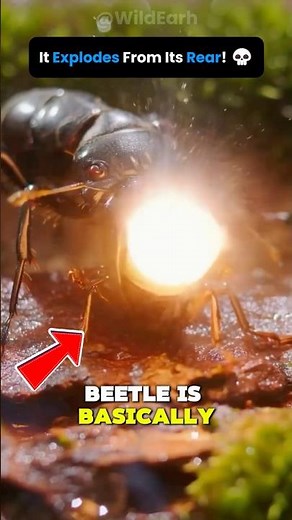 🔥 This Insect Fires Heat Like a Weapon