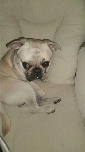 Bruno one year old french bulldog x pug #pug #frenchbulldog #pets