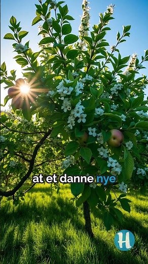 Sådan beskærer du dit æbletræ