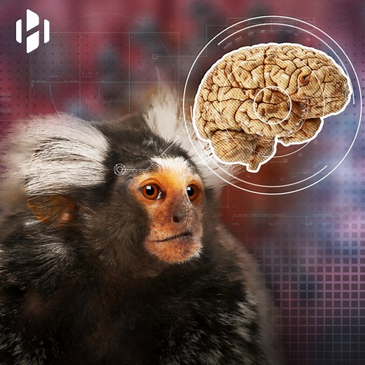 1.6M views · 4.3K shares | Scientists used a human gene to grow bigger monkey brains #GeneticEngineering #Biology #Evolution #Brain #Anatomy #Physiology #Education | Hashem Al-Ghaili | Facebook
