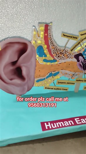 model of Human Ear #scienceproject #trendingreels #humanear #biology