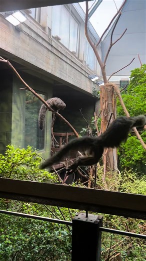 If your trip away is already over and you're being hit with the holiday blues - we got you. You can explore a whole world of wildlife, with thousands of animals to enjoy - with a great day out at our conservation Zoo. Plenty of summer left to enjoy - our animals are waiting for you! | London Zoo