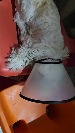 Shih Tzu Matting how to dog mate