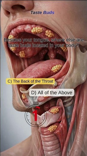 Taste Buds Beyond the Tongue: Where Flavor Really Begins