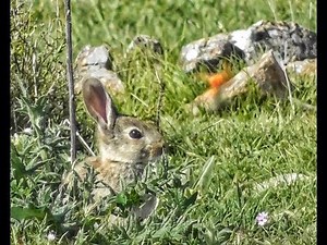 Bowhunting Rabbits IMPACT shots CATCH N COOK primitive style