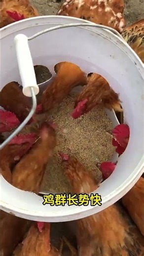 Chicken Farming Tips & Techniques | Everything You Need to Know#ChickenFarming #ChickenFarmers