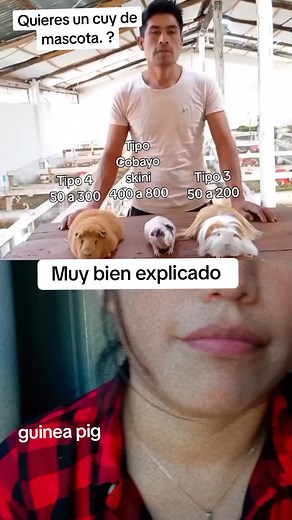 Guinea Pig Prices: Types, Breeds, and Cost Breakdown