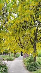5K views · 134 reactions |  FULL BLOOM alert! With Laburnum Walk in full bloom, there’s no better time of year to visit the Garden! Stroll through this enchanting pathway lined by Laburnum x watereri ‘Vossii’, also know as hybrid goldenchain trees! Visit soon, these blooms only last 10-14 days! | VanDusen Botanical Garden | Facebook