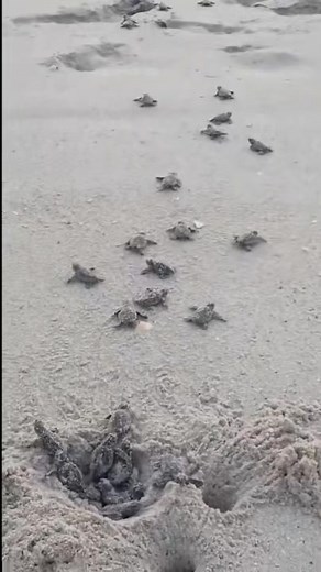 Loggerheads are hatching in the Archie Carr Refuge! Check out this beautiful nest emergence that occurred right before Sea Turtle Conservancy at the Archie Carr Refuge’s Public Nest Dig yesterday morning. Reminder, if you spot hatchlings emerging, never stand between them and the ocean. They are taking in cues from their surroundings and building muscle necessary for their survival. Video taken during FWC permitted activity under MTP-25-009. Video credit Buffy Wilkaitis and Steve Kitzi. | Sea Tu