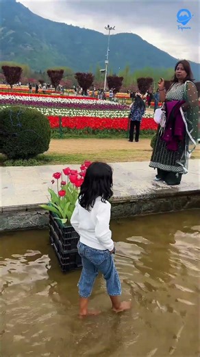 Tulip Garden Kashmir Update (2nd April) 2026 | Full Bloom Visit Before 15 April