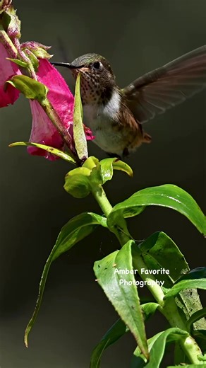 Beautiful hummingbird showing off its beautiful feathers and wingspeed | Amber Favorite Photography