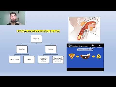 Digestión mecánica y química en la boca