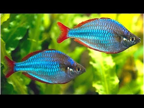 Dwarf Neon Rainbowfish Care and Feeding