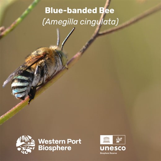 🐝🌸 It’s Pollinator Week, a time to celebrate the small creatures with a big impact — the bees, butterflies, birds, beetles and other species that keep our ecosystems flourishing. Across the Western Port Biosphere Reserve, pollinators connect people, plants and places. These species sustain biodiversity and help shape the landscapes we love. You can support them by planting indigenous flowering species, providing water, and avoiding pesticide/herbicide use in your garden or local area. Together