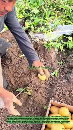 Kartoffelernte: Traditionelle Techniken zur Ernte von Wurzelgemüse
