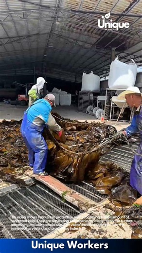 Harvesting Kelp: Processing Seaweed for Commercial Use