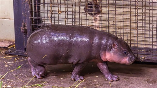 Edinburgh Zoo visits soar as thousands of fans flock for glimpse of Haggis