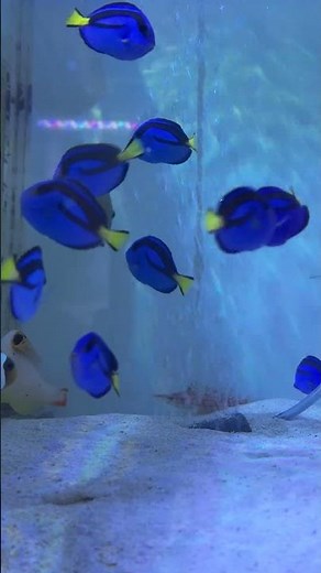 Turn your tank into an underwater paradise! — a perfect mix of color, motion, and marine attitude.