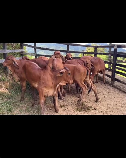 Why Sahiwal Cattle are the Best Choice for Livestock Farming