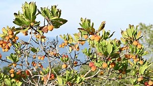 Arbutus Unedo Tree Ripe Berries Close-up: Video có sẵn (100% miễn phí bản quyền) 3663298915 | Shutterstock