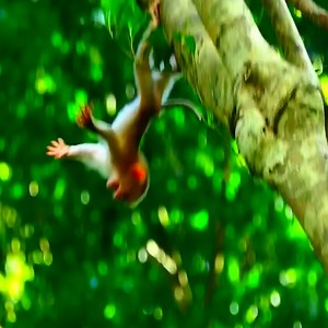 1K views · 15 reactions | 2# Baby monkey was falling from high tree during this monkey tantrum on her #monkeyfall #poorlymonkey | Monkeys Video | Facebook