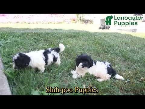 Lovable Shih-poo Puppies