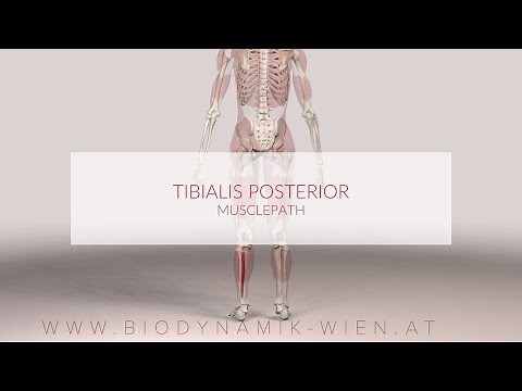 Tibialis Posterior: Musclepath (3D Animation)