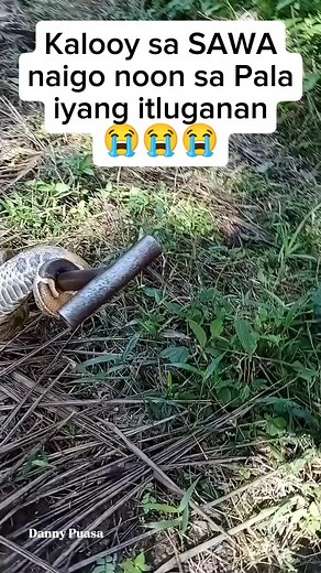 893K views · 1.7K reactions | Pirting isuga sa SAWA kay naigo sa pala iyang itloganan #sawa #baksan #python #snake #trendingreels #viralreels #highlights #meta #viewers #friends #followers #StarSender #everyone | Danny Puasa | Facebook