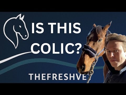 Colic in Horses: Early Signs, What to Do, and When to Call the Vet