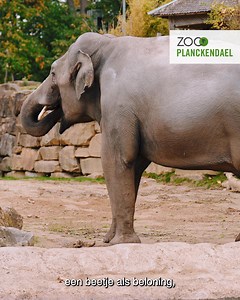 Een daverend welkom voor olifantenstier Upali! 👋🐘 Een nieuwe, indrukwekkende man is gearriveerd in de kudde! Olifant Upali is 31 jaar en meteen na zijn aankomst verkende hij zijn verblijf vol zelfvertrouwen. 💪 Zijn eerste ontmoeting met de olifantenvrouwen verliep rustig. De dames waren zeer nieuwsgierig naar hun nieuwe man en maakten kennis door te ruiken en te voelen: precies wat we hopen te zien bij zo’n belangrijke stap. 😉 Zijn komst is een belangrijke stap voor het Europese soortbehouds