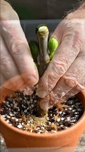 High-Impact: How to Propagate Fig Trees from Cuttings (Step-by-Step)