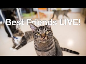 Cat cam - live video of cats distracting us with their cuteness at Best Friends Animal Sanctuary