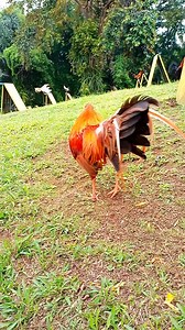 9poits 2025 pitmaster Cup Congratulations 🎉👏👏👏 Baluarte Gwapo Gamefarm Sir Angelito Guerra Mam Mai D. Ticzon Sir Chad Let Sir Ogie Fortuno At sa lahat ng team WWWWWWWLWLW 9poits 2nd runner up @highlight | Ryan Cabral Dignum