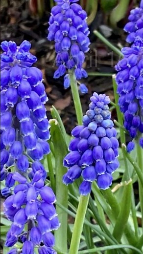 Grape Hyacinth Muscari, Keeping Leaves Tidy After Bloom June 9
